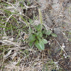Plantago eriopoda
