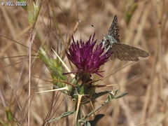 Muschampia tessellum