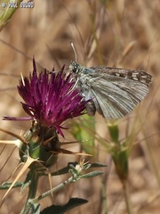 Muschampia tessellum