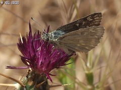 Muschampia tessellum