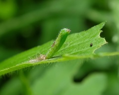 Dejongia lobidactylus
