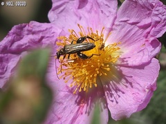 Oedemera flavipes