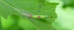 Dejongia lobidactylus