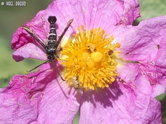 Sazonia fenusaeformis