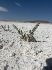 Nitrophila mohavensis