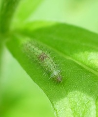 Dejongia lobidactylus