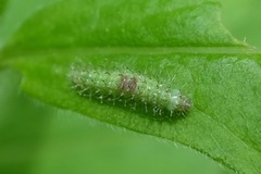 Dejongia lobidactylus