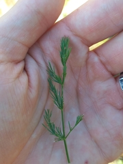 Seseli montanum