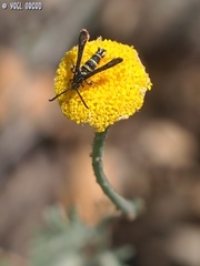 Sazonia fenusaeformis