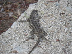 Sceloporus occidentalis