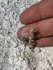 Nitrophila mohavensis