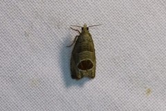 Notocelia uddmanniana