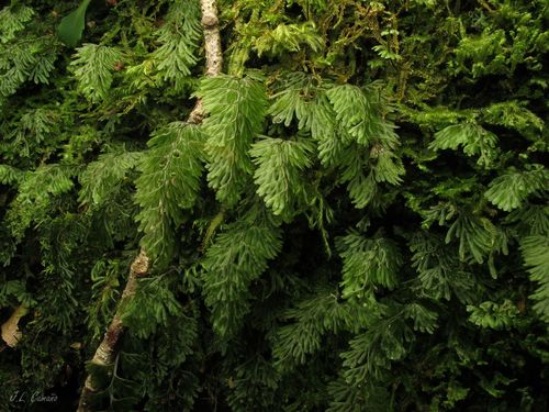 Tunbridge filmy fern