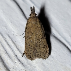 Dichomeris ventrellus