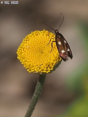 Scythris flabella