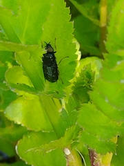 Odontomyia tigrina