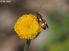 Scythris flabella