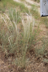 Stipa arabica