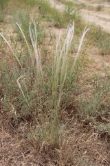 Stipa arabica