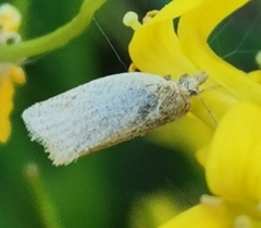 Clepsis senecionana