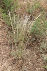 Stipa arabica