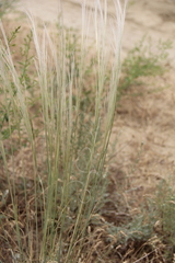 Stipa arabica