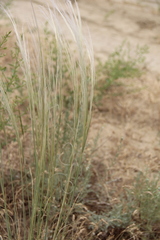 Stipa arabica