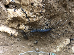 Thereuonema tuberculata