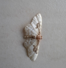 Idaea mustelata