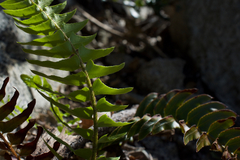 Polystichum imbricans imbricans