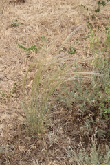 Stipa arabica