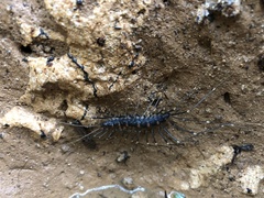 Thereuonema tuberculata