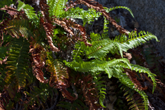 Polystichum imbricans imbricans