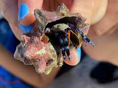 Calcinus elegans