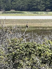 Toxostoma redivivum