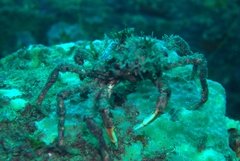 Leptomithrax gaimardii