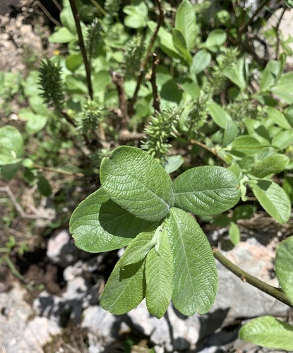 halberd willow (Salix hastata)