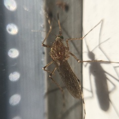 Coquillettidia richiardii