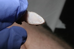 Pachydactylus punctatus