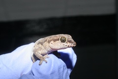 Pachydactylus punctatus