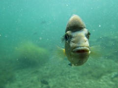 Herichthys minckleyi