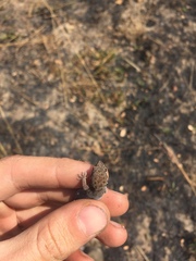 Pachydactylus punctatus