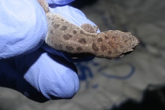 Pachydactylus punctatus