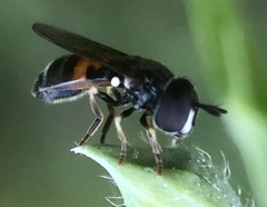 Syrphidae