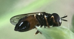 Syrphidae