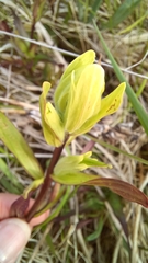 Castilleja unalaschcensis