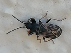 Taphropeltus nervosus
