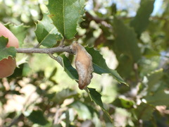 Heteroecus dasydactyli