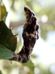 Heteroecus dasydactyli