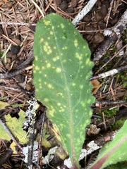 Entyloma compositarum